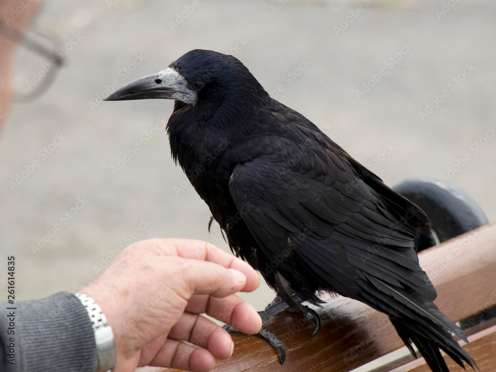 Fototapeta premium Crow standing on the park bench and a blurry senior man trying to make contact