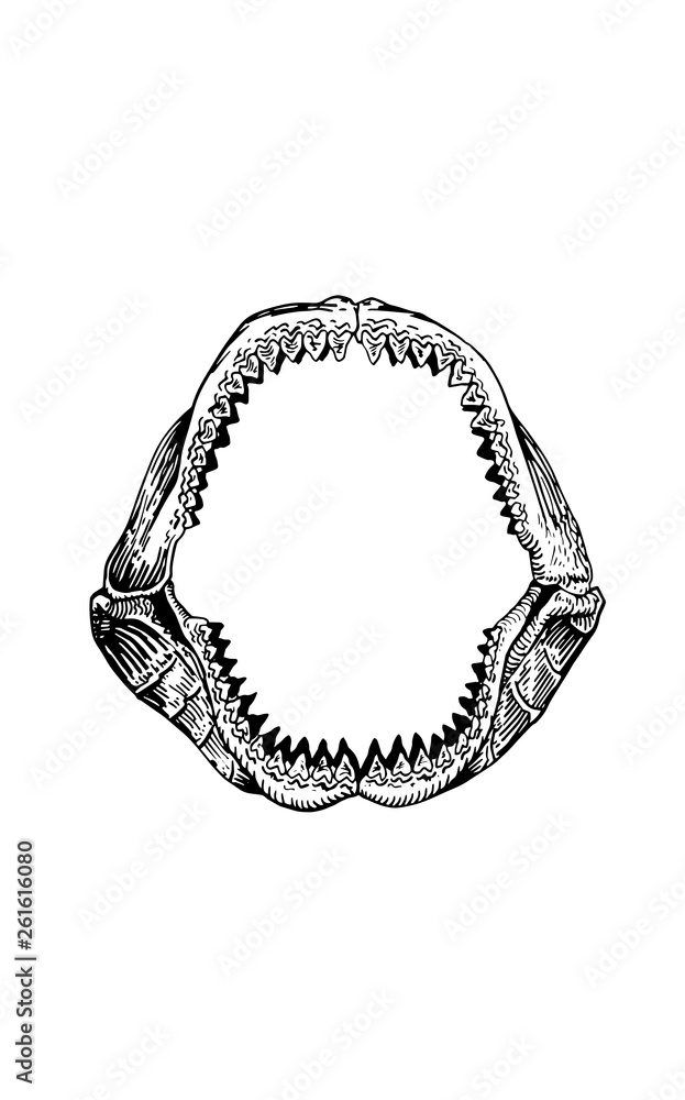 Megalodon Jaw, shark jaw isolated on white background,vector sketch ...