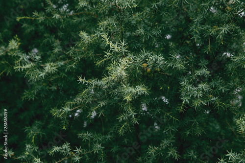 Tinted background with pine trees