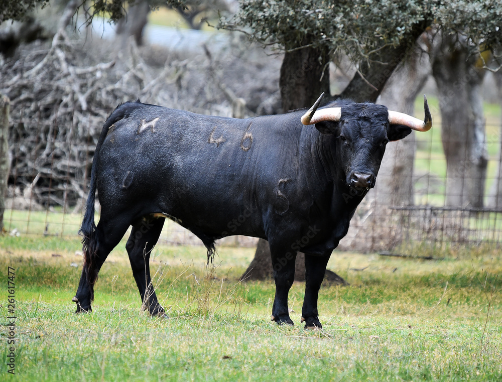 toro negro en españa en el campo toro negro en españa en el campo