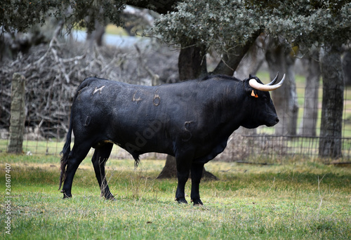 toro negro en españa en el campo