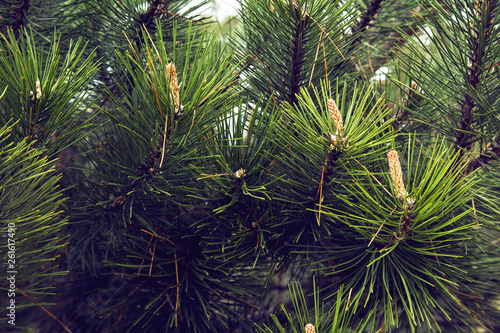 Green pine branch with cones