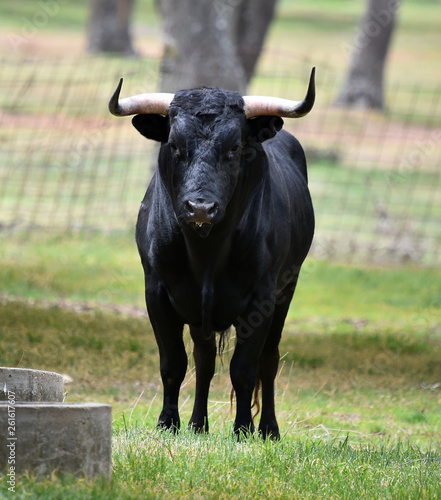 toro negro en españa en el campo