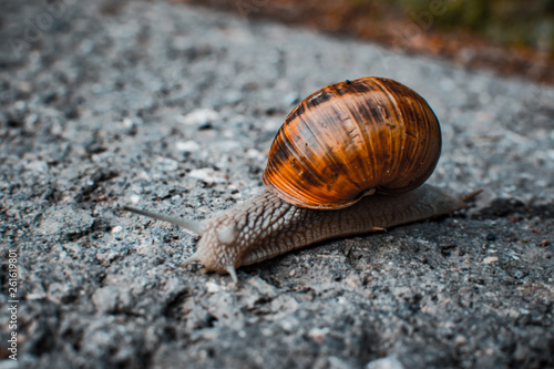 Schnecke unterwegs auf der Strasse