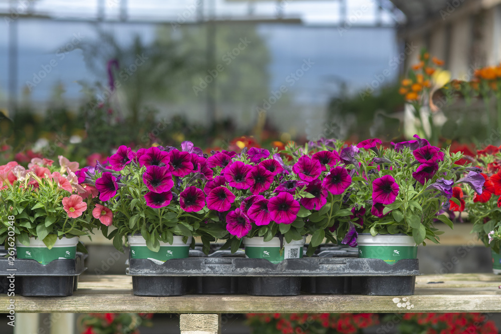 Pink petunia flowers