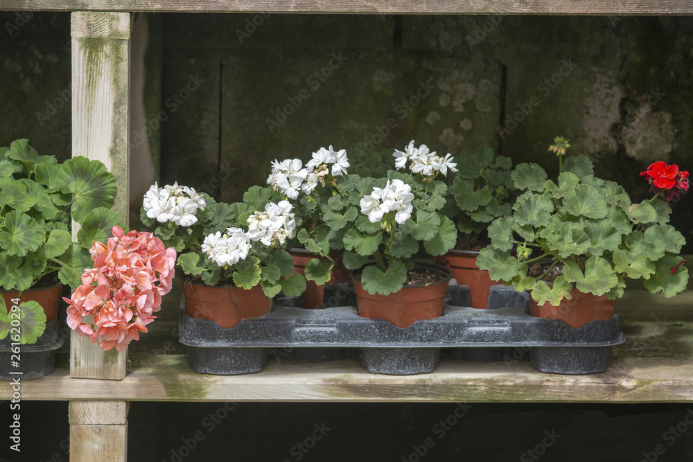 Red geranium flowers in pots inside grungy rustic wood box shelf Red geranium flowers in pots inside grungy rustic wood box shelf