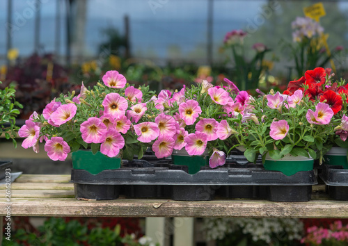 Fototapeta Naklejka Na Ścianę i Meble -  Pink petunia flowers