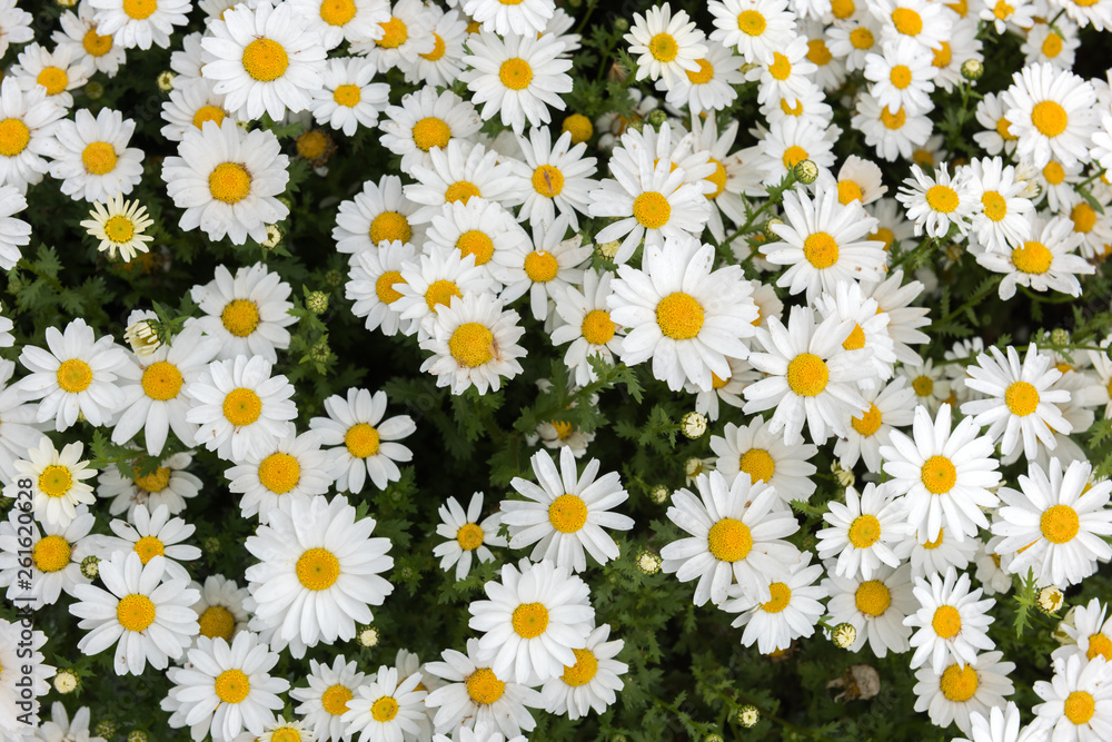 Daisy, Chamomile Flower. Beautiful daisy background. Daisy, Chamomile Flower. Beautiful daisy background.