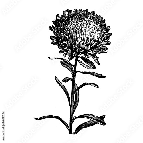 Engraving Aster Flower Vintage Illustrations