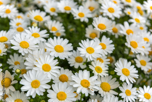 Daisy  Chamomile Flower. Beautiful daisy background.