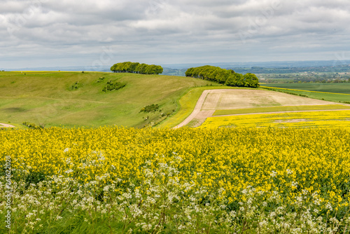 A rural landscape. There are fields of yellow oilseed rape  and a wooded hill in the background. Taken from the Ridgeway in Oxfordshire  United Kingdom.