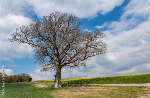 A lone tree by a small country road. There is a crop of yellow oilseed rape plants on the side of the road.