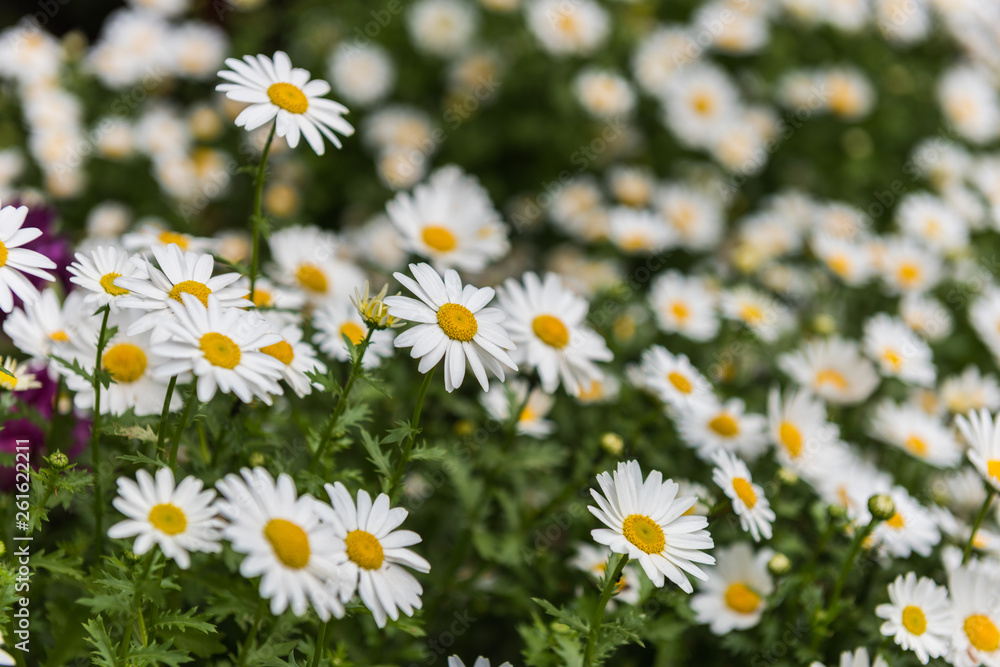 Daisy, Chamomile Flower. Beautiful daisy background. Daisy, Chamomile Flower. Beautiful daisy background.