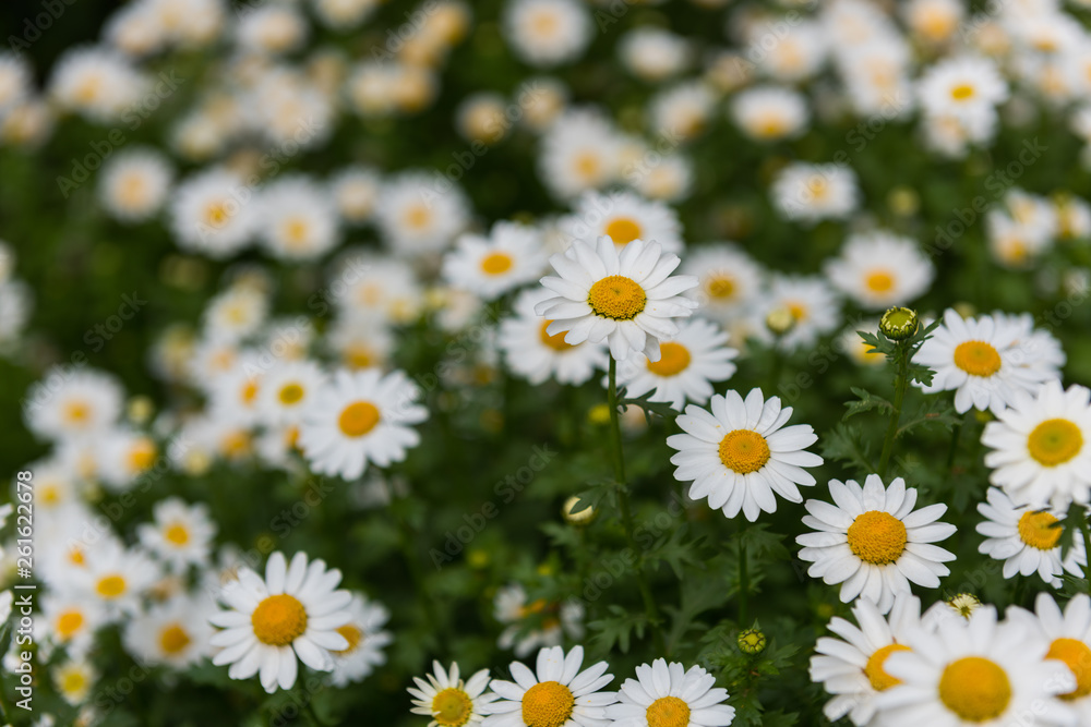 Daisy, Chamomile Flower. Beautiful daisy background. Daisy, Chamomile Flower. Beautiful daisy background.
