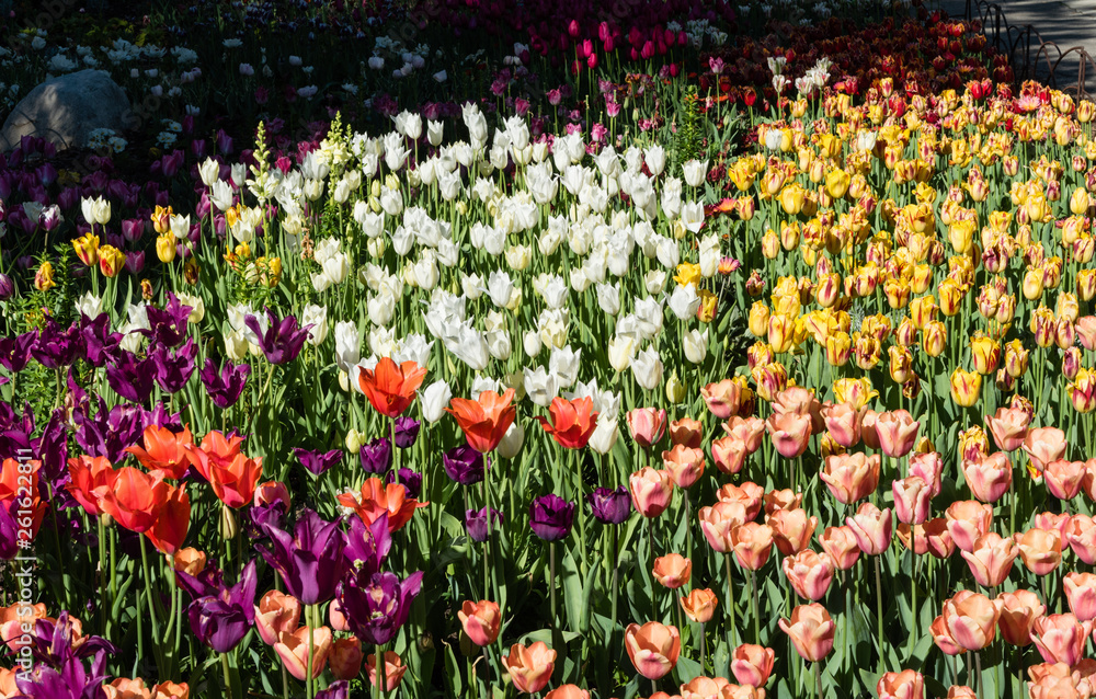 Gorgeous multicolored tulips in springtime, Southern California