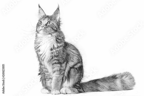 Drawing of a big maine coon cat sitting in studio on white background. Isolated. photo