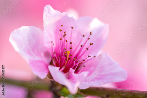 Pink Peach Blossom