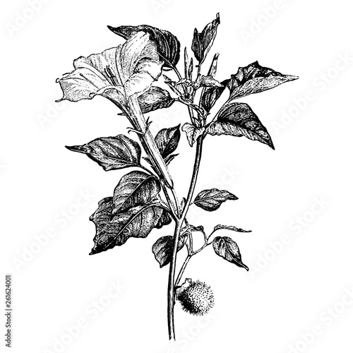 Branch of Datura Meteloides Vintage Illustrations