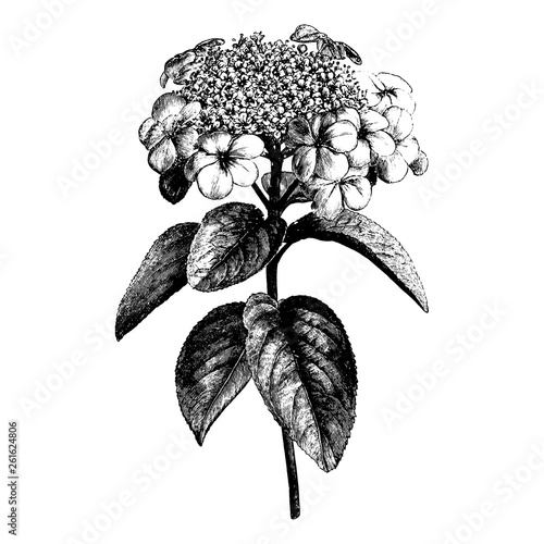 Flowering Branch of Viburnum Engraving Vintage Vector Illustration