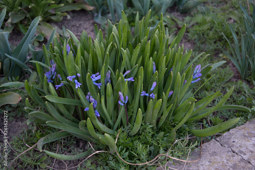 Obraz premium Scilla bifolia viorea