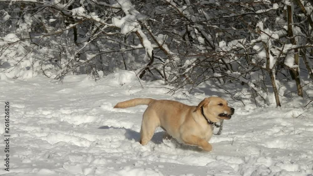 Labrador retriever young dog playing outdoors with branch in snow at winter, slow motion Labrador retriever young dog playing outdoors with branch in snow at winter, slow motion