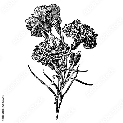 Double Variety of Carnation Flower Illustrations