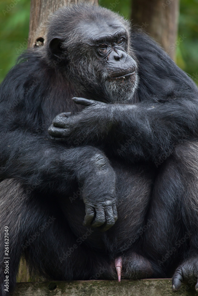 Common chimpanzee (Pan troglodytes)