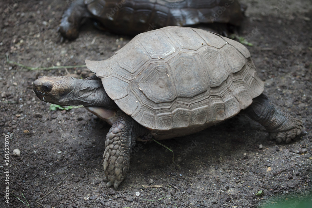 Asian giant tortoise (Manouria emys) Asian giant tortoise (Manouria emys)