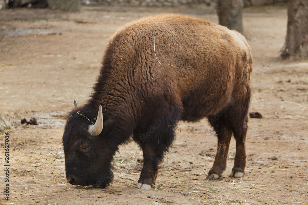 Plains bison, also known as the prarie bison. Plains bison, also known as the prarie bison.