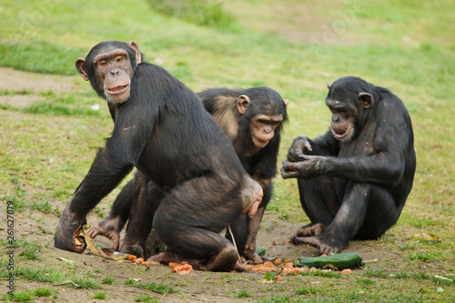 Fotografiet Common chimpanzee (Pan troglodytes)