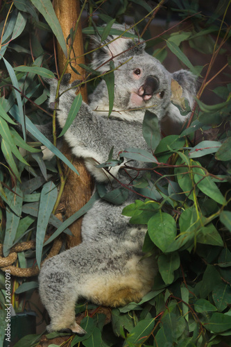 Queensland koala (Phascolarctos cinereus adustus). photo