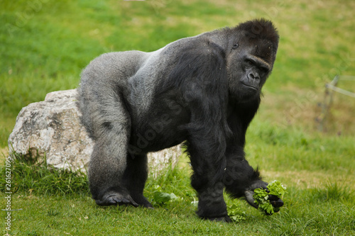 Western lowland gorilla © Vladimir Wrangel