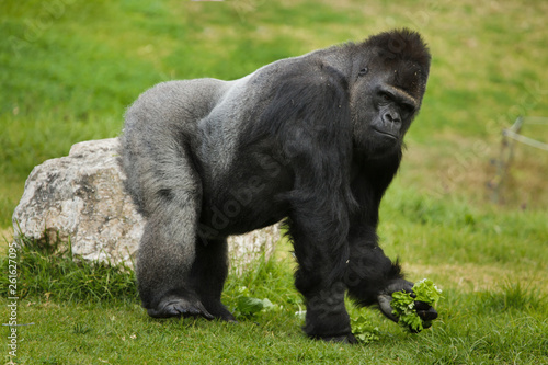 Western lowland gorilla