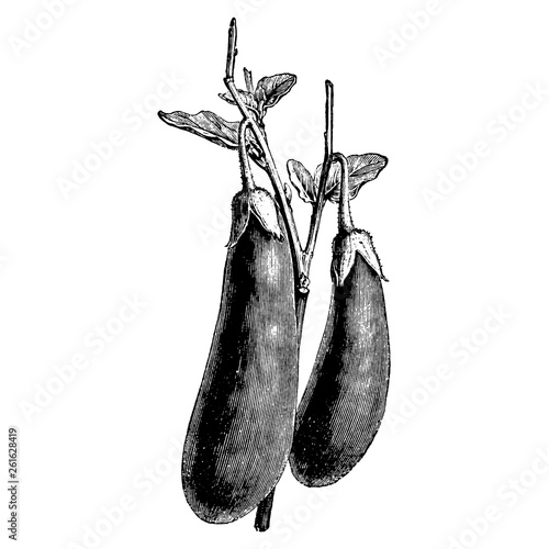 Engraving Eggplant Long Aubergine Vintage Illustrations