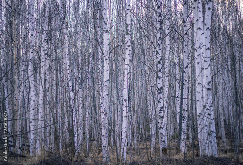 spring forest nature