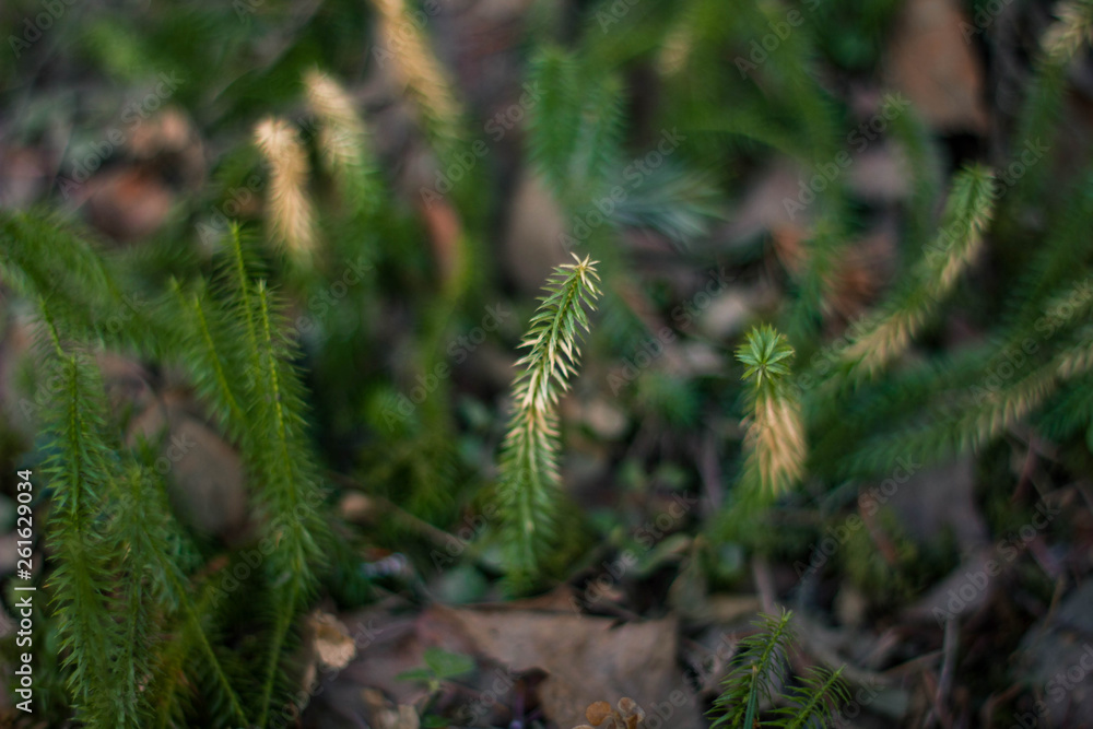forest moss green forest moss green