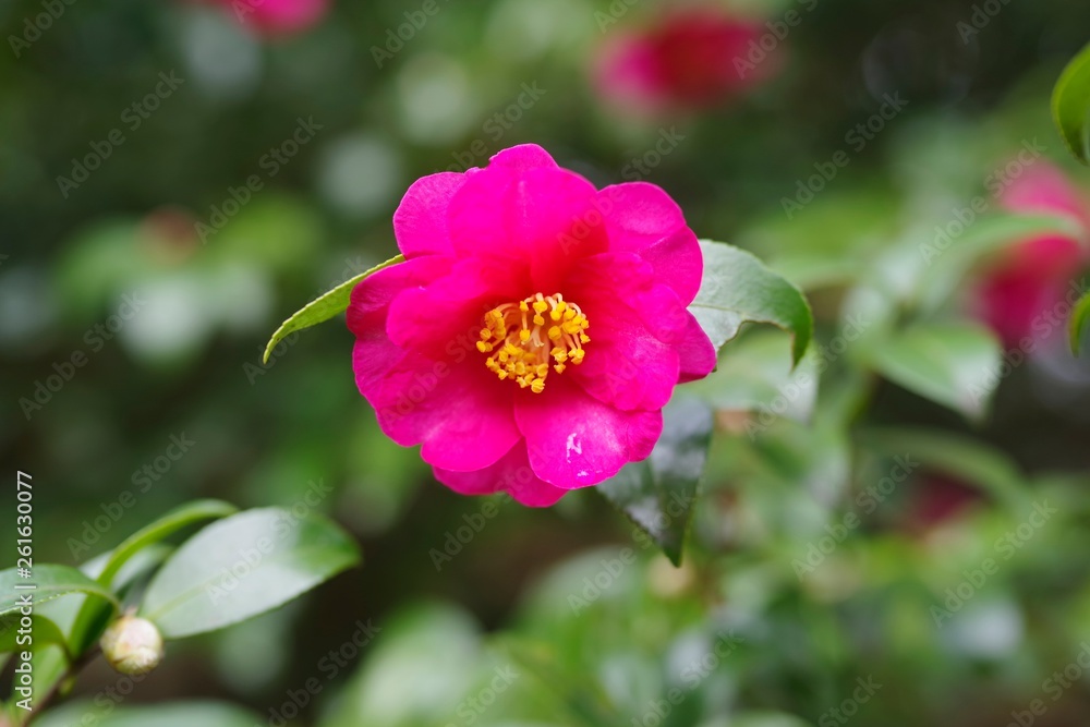 Red flowers in the garden : Sasanqua (Camellia sasanqua) Red flowers in the garden : Sasanqua (Camellia sasanqua)