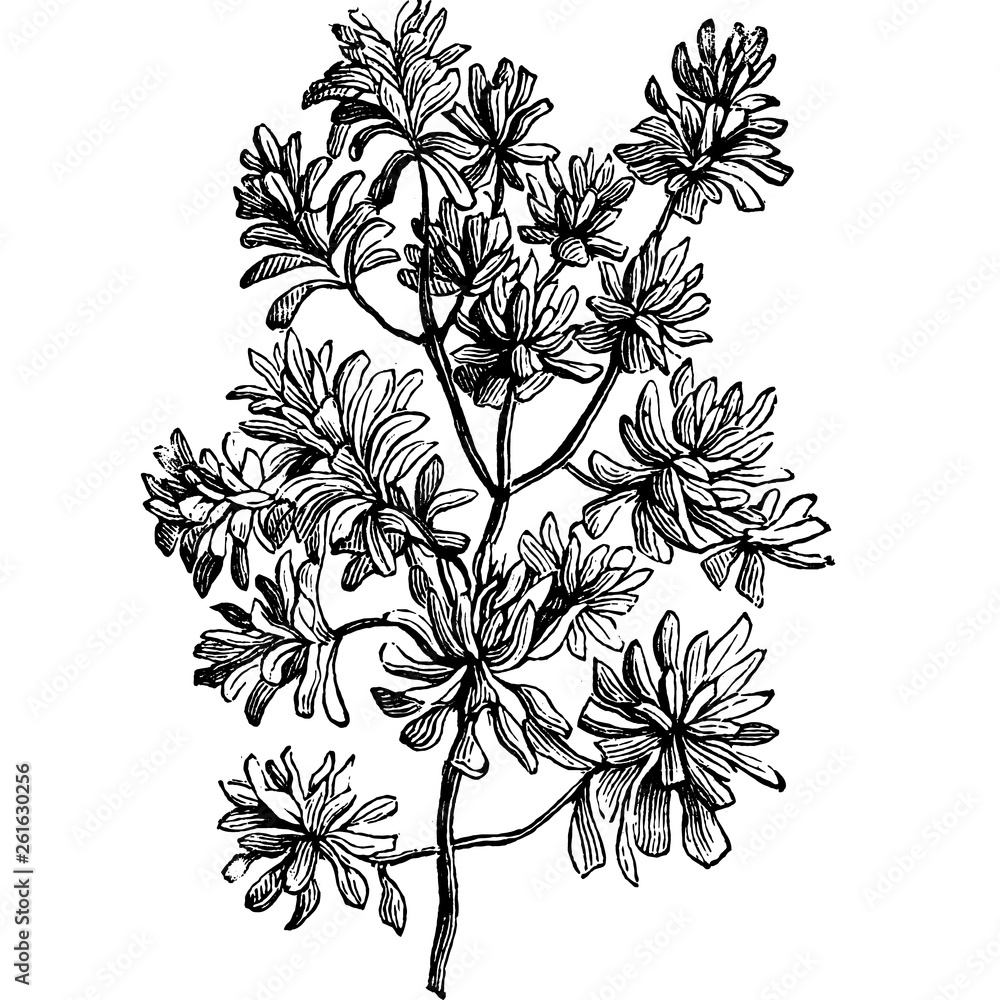 Fototapeta premium Frangipani Pittosporum Tobira Flowers Engraving Vintage Vector Illustration