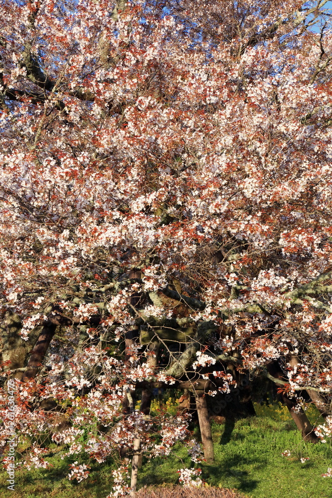 狩宿の下馬桜 狩宿の下馬桜