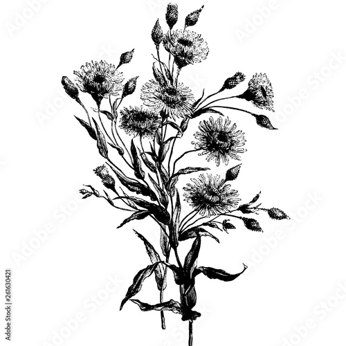 Podolepis Aristata Flowers Engraving Vintage Vector Illustration