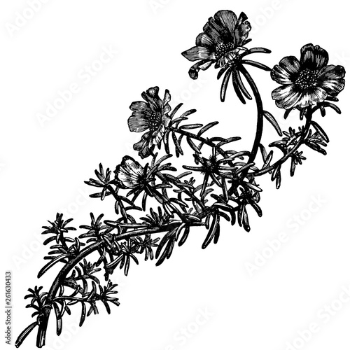 Portulaca Grandiflora Flowers Engraving Vintage Vector Illustration