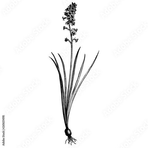 Engraving Common Bluebell Scilla Nutans Flowers Vintage Illustrations