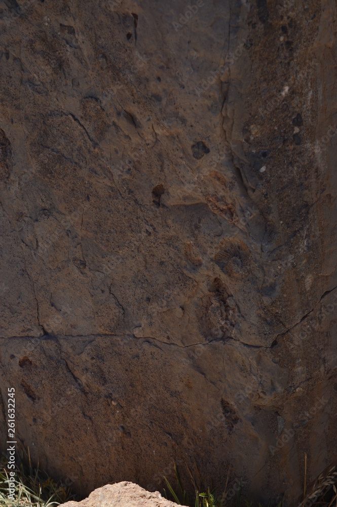 Fototapeta premium texture of bark of tree