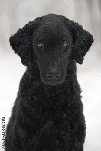 The portrait of a black curly coated Retriever dog posing outdoors in winter