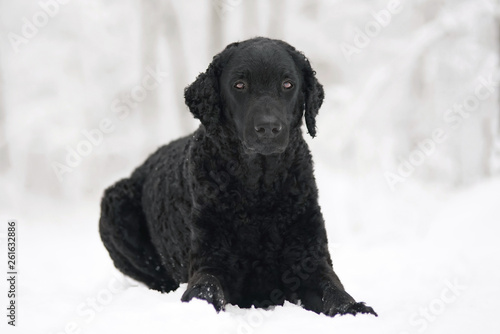 Black curly coated Retriever dog lying down on a snow in winter forest