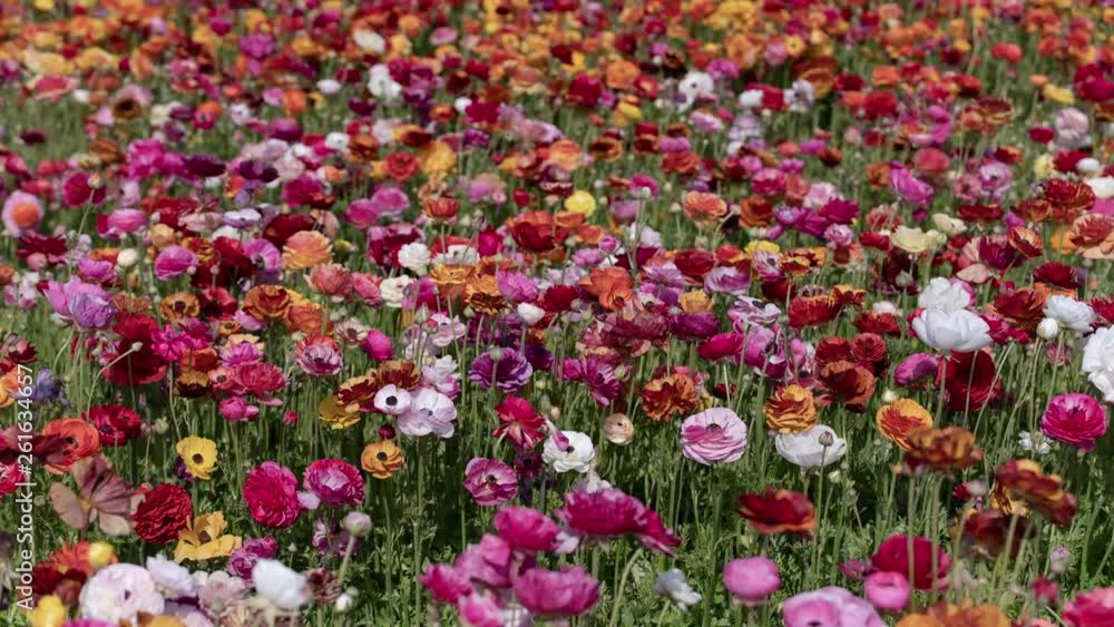 Carlsbad Flower Field Tecolote Ranunculus Persian Buttercup Flowers Time Lapse Carlsbad Flower Field Tecolote Ranunculus Persian Buttercup Flowers Time Lapse