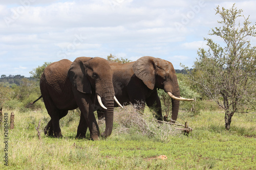 Afrikanischer Elefant / African elephant / Loxodonta africana