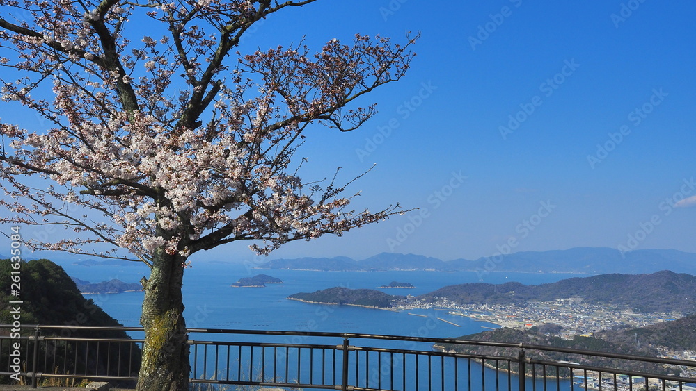 屋島山頂の桜５