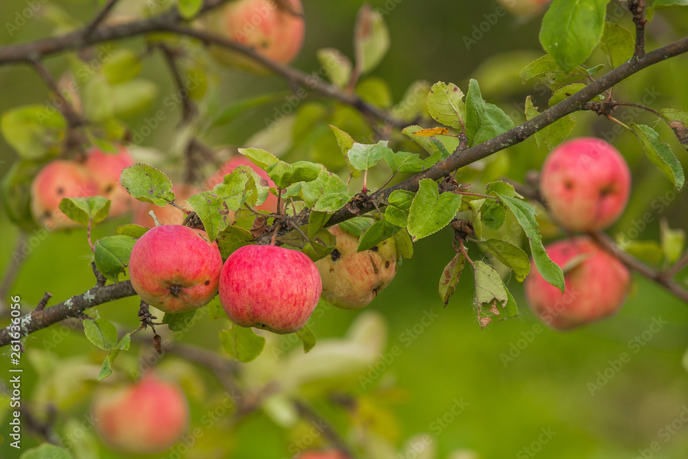 Red apples on an apple-tree branch in the garden. Red apples on an apple-tree branch in the garden.