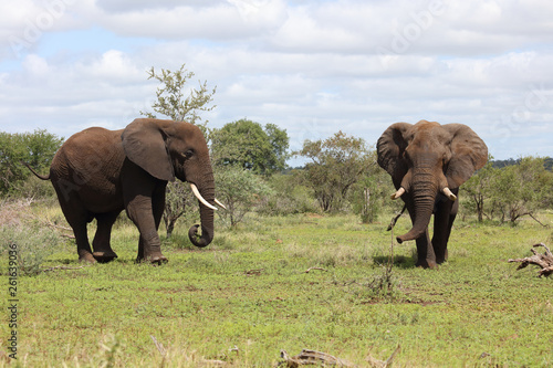 Afrikanischer Elefant   African elephant   Loxodonta africana